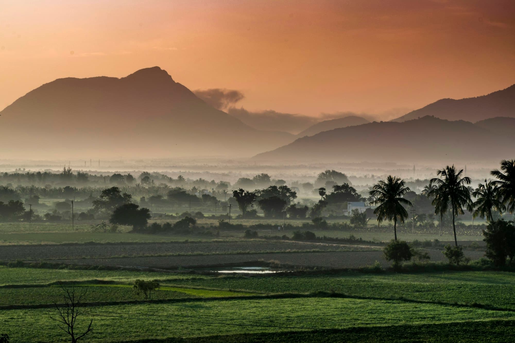 Western Ghats foothills near Coimbatore at dawn, with mist over farmland and coconut palms